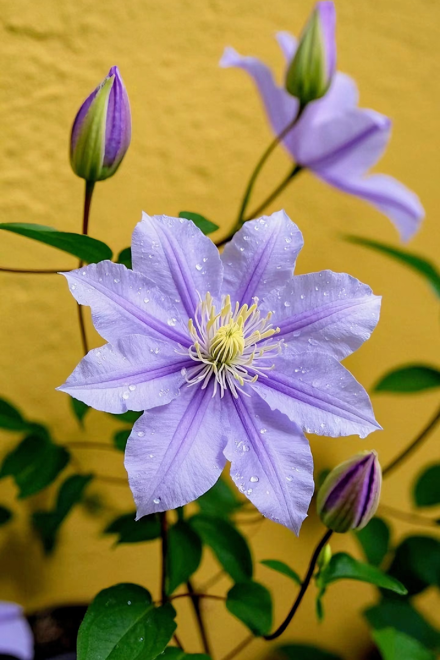 Clematis
